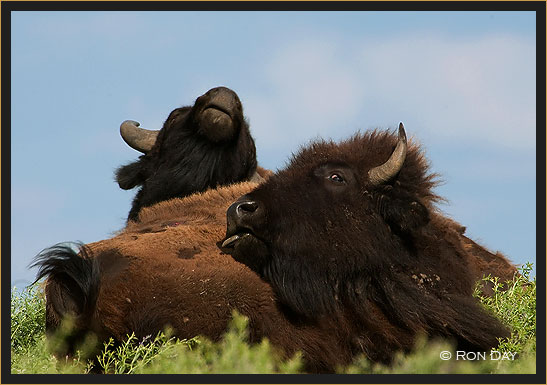 Close-up of American Bison Pair